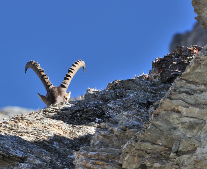 Nationalparkzentrum Zernez