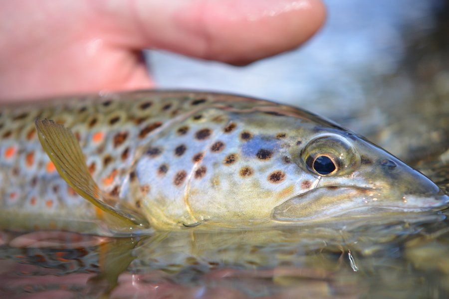 The Trout Spey Essentials